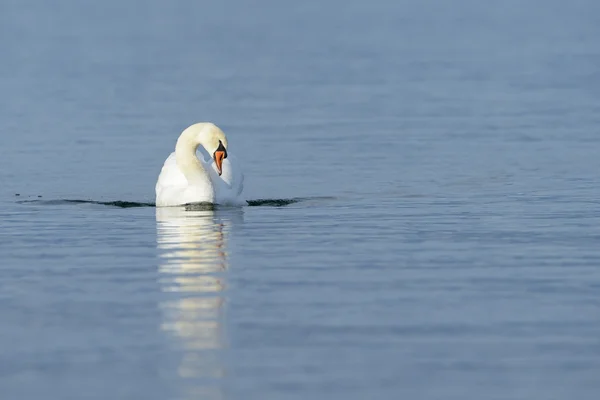 Cisne mudo en agua azul — Foto de Stock