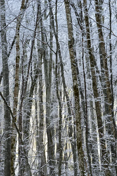 หิมะปกคลุม — ภาพถ่ายสต็อก