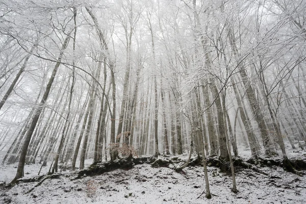 Foresta innevata — Foto Stock