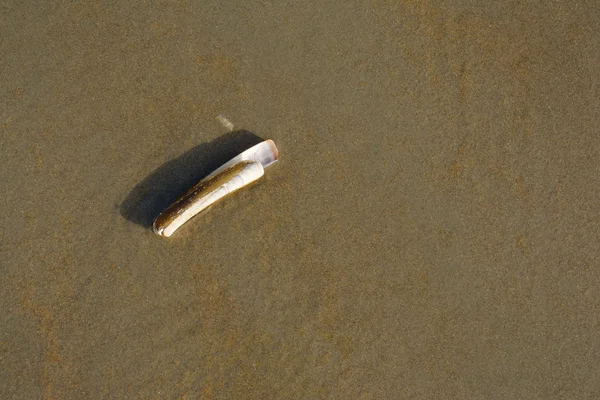 Razor shell on beach — Stock Photo, Image