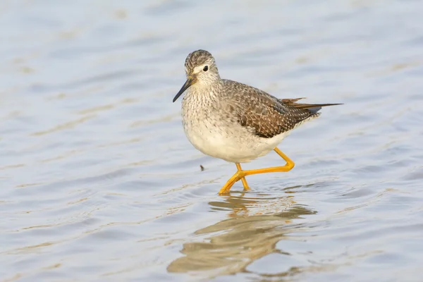 Μικρότερο yellowleg αναζήτηση τροφής — Φωτογραφία Αρχείου