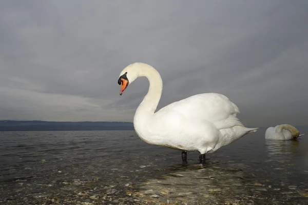 Cigno muto sulla riva del lago — Foto Stock