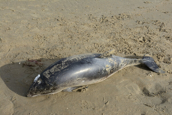 Harbour porpoise dead on a beach