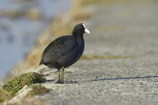 Coot comum na borda do rio — Fotografia de Stock