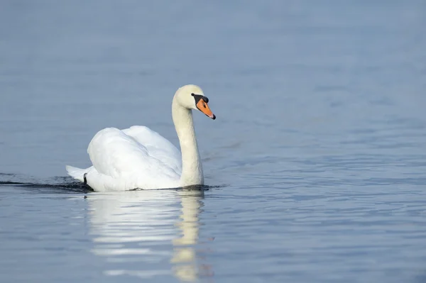 Cisne mudo em água azul — Fotografia de Stock