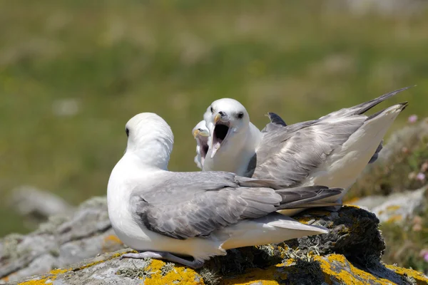 Noordse stormvogel paar communiceren — Stockfoto