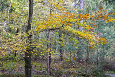 Hollanda 'da sonbahar yeşillikleri olan bir orman..