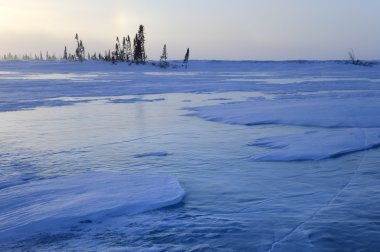 Tundra ve kış yılında boreal orman