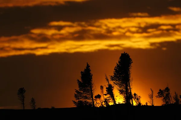 Arktyczny zachód słońca na tajgi — Zdjęcie stockowe