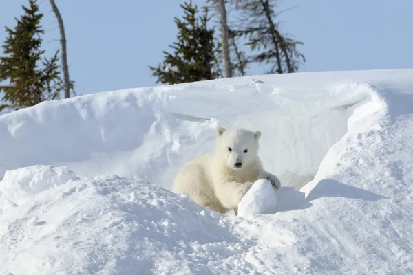 Oso polar cachorro jugando alrededor de Den . — Foto de Stock