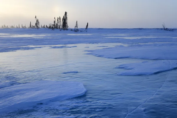 Tundra und borealer Wald im Winter — Stockfoto