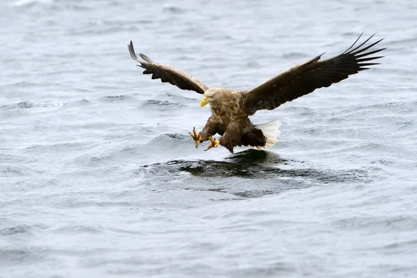 Seeadler beim Fischfang — Stockfoto