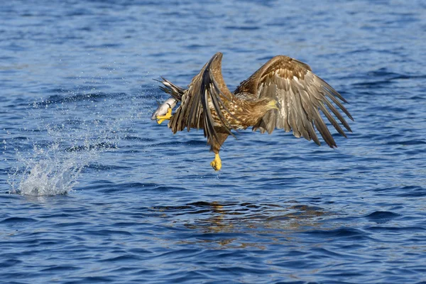 Aigle à queue blanche attrapant des poissons — Photo