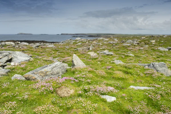 Pink thrift on Annagh head, Mayo, Irlanda . — Fotografia de Stock