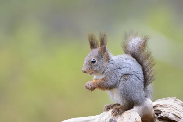 Red Squirrel on a wooden log. — Stock Photo, Image