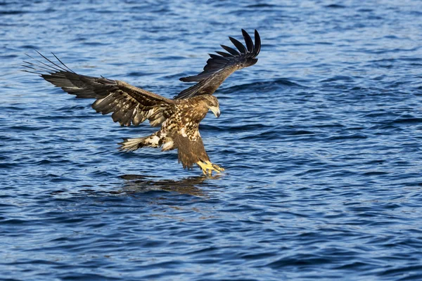 Pesce pescatore dell'aquila dalla coda bianca — Foto Stock