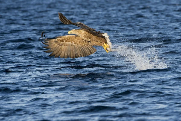 Havsörn fånga fisk — Stockfoto