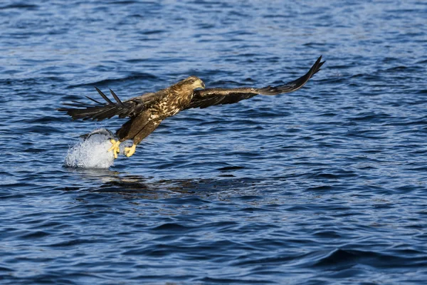 Águia de cauda branca captura peixe — Fotografia de Stock