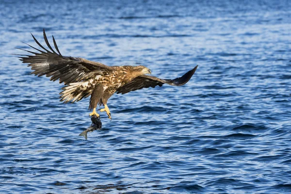 Орлан-білохвіст ловлять рибу — стокове фото
