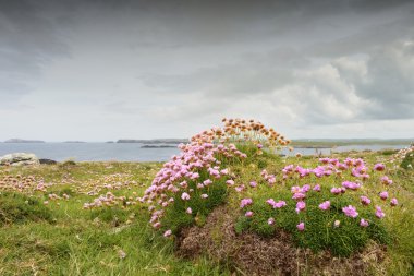 Deniz tasarruf çiçekli