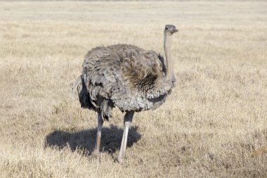Devekuşu erkek üzerinde ovada yiyecek arama