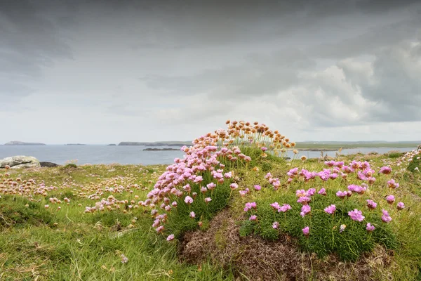 Sea Thrift  flowering — Stock Photo, Image