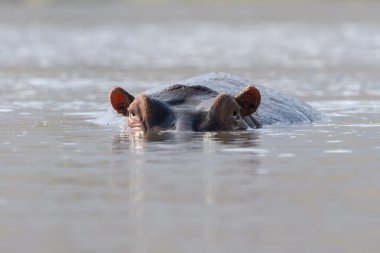 Su aygırı waterlevel hemen üzerinde kafa ile.