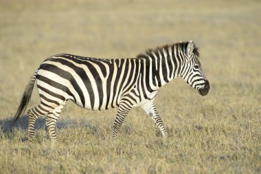 Ova üzerinde yürüme zebra (Equus quagga)
