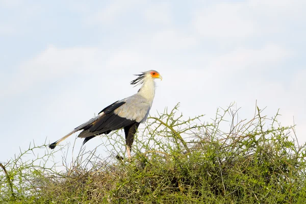 Secretario pájaro de pie en la parte superior de una acacia —  Fotos de Stock