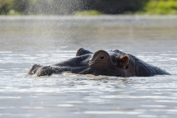 Hipopótamo con la cabeza justo por encima del nivel del agua . — Foto de Stock