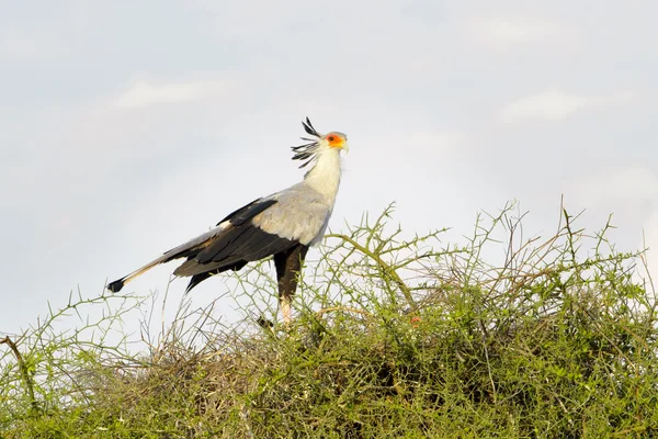 Птица-секретарь, стоящая на вершине дерева акации — стоковое фото