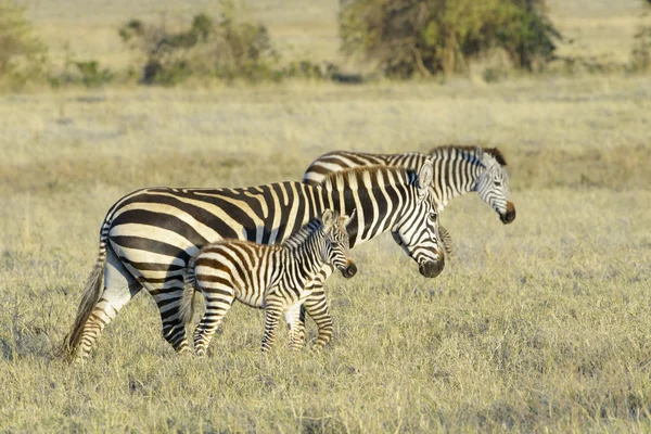 Zebra (Equus quagga) walking on savanna — Stock Photo, Image