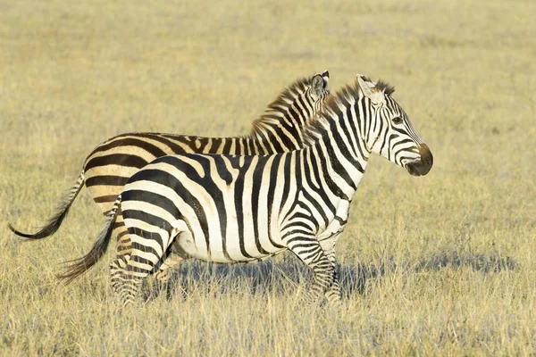 Zebra (equus quagga) läuft auf Savanne — Stockfoto
