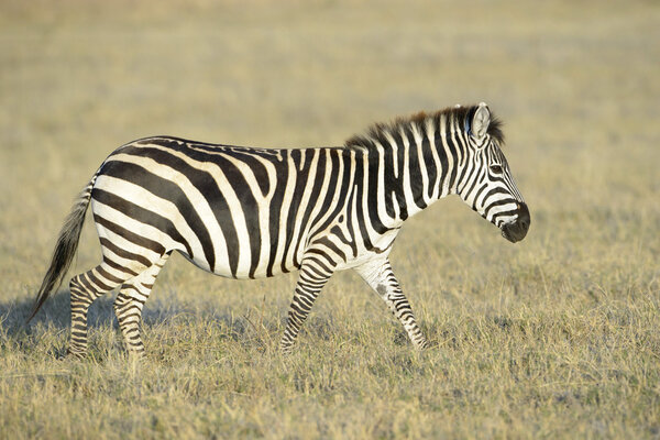 Zebra (Equus quagga) walking on savanna at sunrise, Serengeti National Park, Tanzania