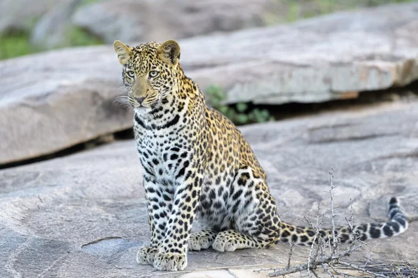 Levhart (skvrnitý Panthera pardus) sedí na skále — Stock fotografie