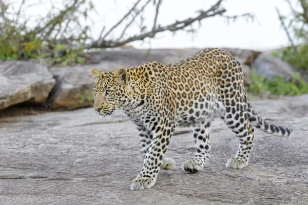 Leopard (Panthera pardus) går på en stein , – stockfoto