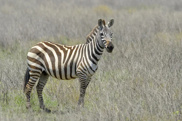 Ebenes Zebra (equus quagga) steht auf der Savanne — Stockfoto