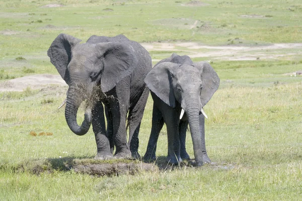 Afrikanska elefanten (Loxodonta africana) står tillsammans — Stockfoto