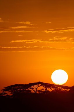 Gündoğumu ile Afrika savana akasya ağaçları