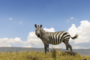 Aşağıdan ovaları Zebra (Equus quagga)