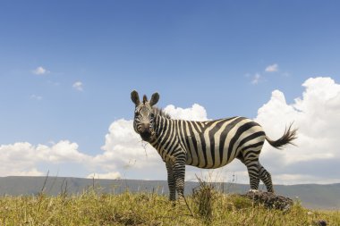 Plains Zebra (Equus quagga) from below clipart