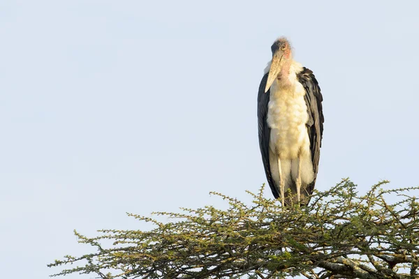 Čáp Marabu (Leptoptilos crumeniferus) na akácie — Stock fotografie