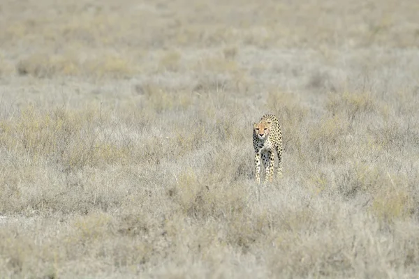 Cheetah (Acinonyx jubatus) walking on savanna — Stock Photo, Image
