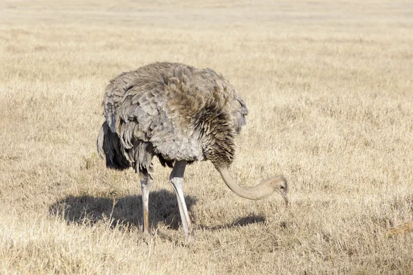 Ostrich (Struthio camelus) female foraging on the savanna — Stock Photo, Image