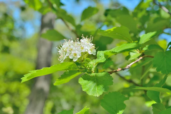 A close up of medicinal flowers of hawthorn.