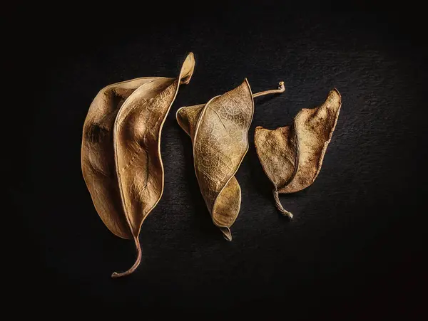 Dry leaves. Conceptual still life of three dry leaves on a dark textured background. Autumn still life.