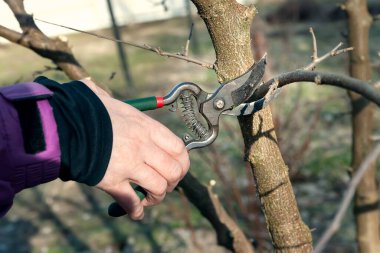 Bahar ağaçlarını buduyor. Bahçıvan bir budama makinesiyle dalları keser. Ağaçları elle budamak. Bahar bahçıvanlığı. Seçici yumuşak odak.