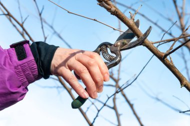Bahçe ağaçlarının budanması. Çiftçi dalları budama makinesiyle keser. Ağacın elle budandığı yakın plan. Bahçede bahar işi. Seçici yumuşak odak.
