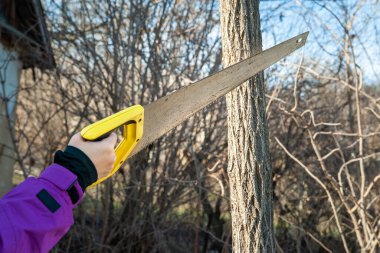 Bahçe ağaçlarının budanması. Kadın bahçıvan testereyi keser. Ağaçları elle budamak. Bahçede bahar işi. Bahçe araçları.