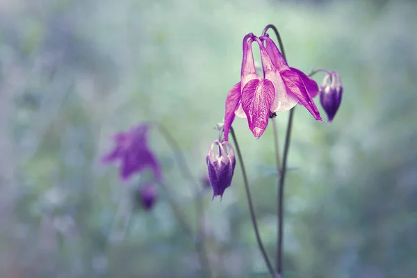 Dziki Kwiat Kroplami Deszczu Zbliżenie Kwitnącego Kwiatu Mokry Dziki Kwiat — Zdjęcie stockowe